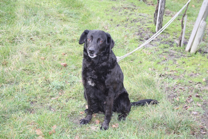 CHARLOTTE chienne de type labrador noir de 5 ans (Saintes 17) Charlo10