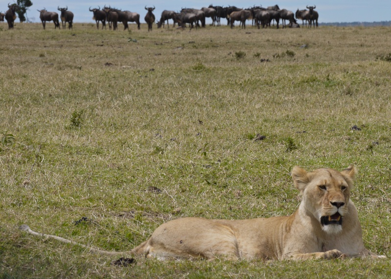 Lions of Mara North and Meru, Dec. 2012 P1050310
