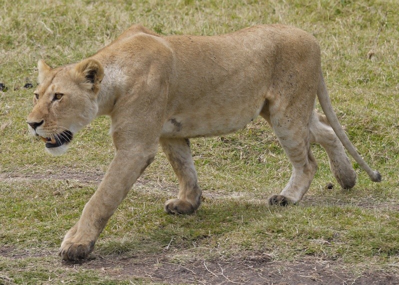 Lions of Mara North and Meru, Dec. 2012 P1050413