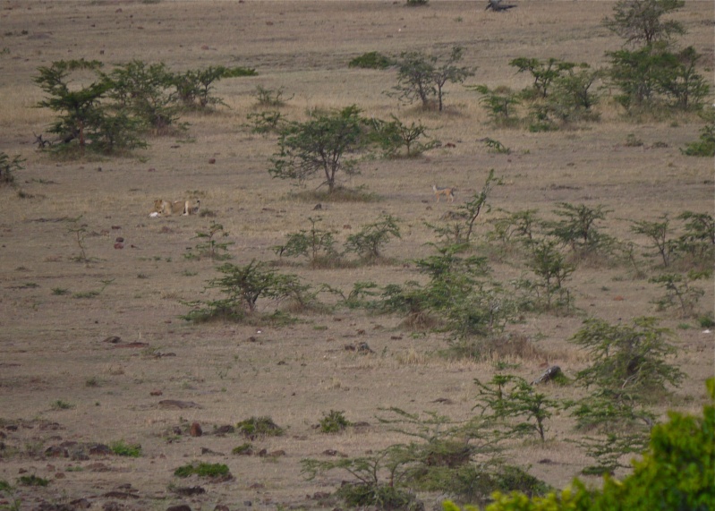 Life and Death on the Mara, Dec. 2012 P1050510