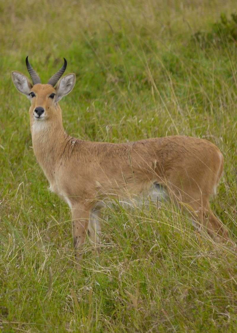 Other wildlife of the Mara, Dec. 2012 P1050612