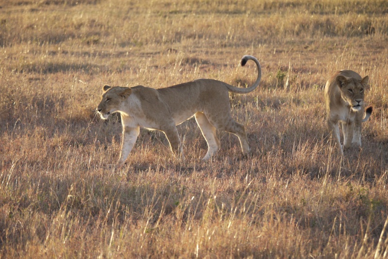 Life and Death on the Mara, Dec. 2012 P1050812