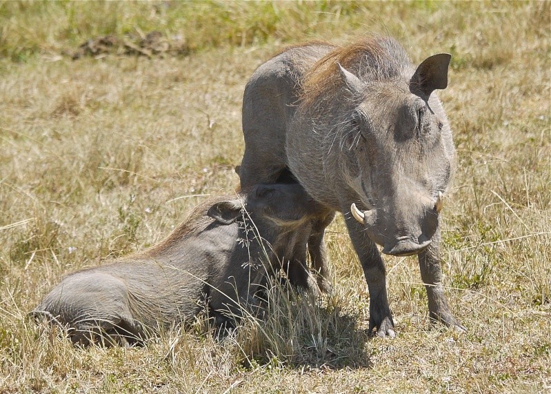 Other wildlife of the Mara, Dec. 2012 P1060011