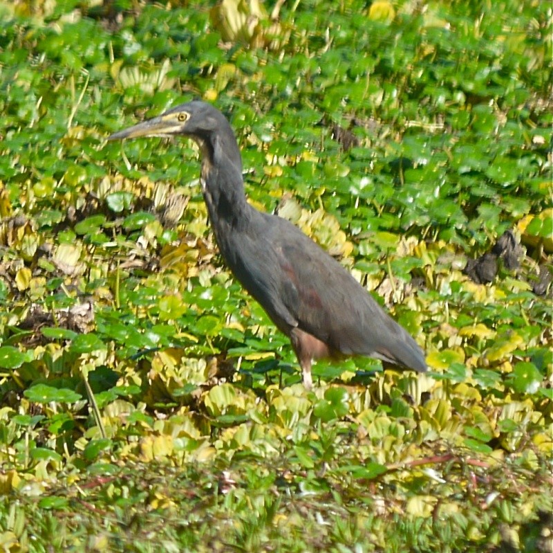 Birds of the Mara, Dec. 2012 P1060013