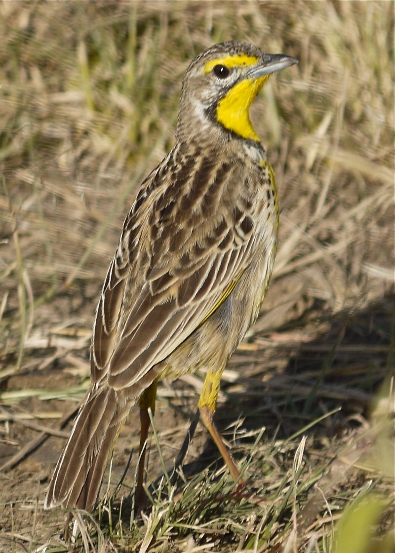 Birds of the Mara, Dec. 2012 P1060111