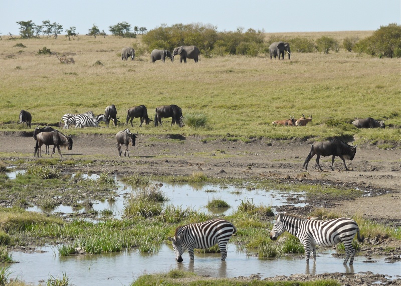 Other wildlife of the Mara, Dec. 2012 P1060310