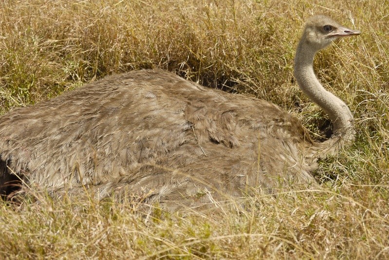 The Ostrich and the Egg, Mara North Conservancy, Dec. 2012 P1060410