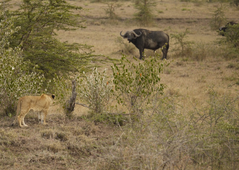 Life and Death on the Mara, Dec. 2012 P1060413