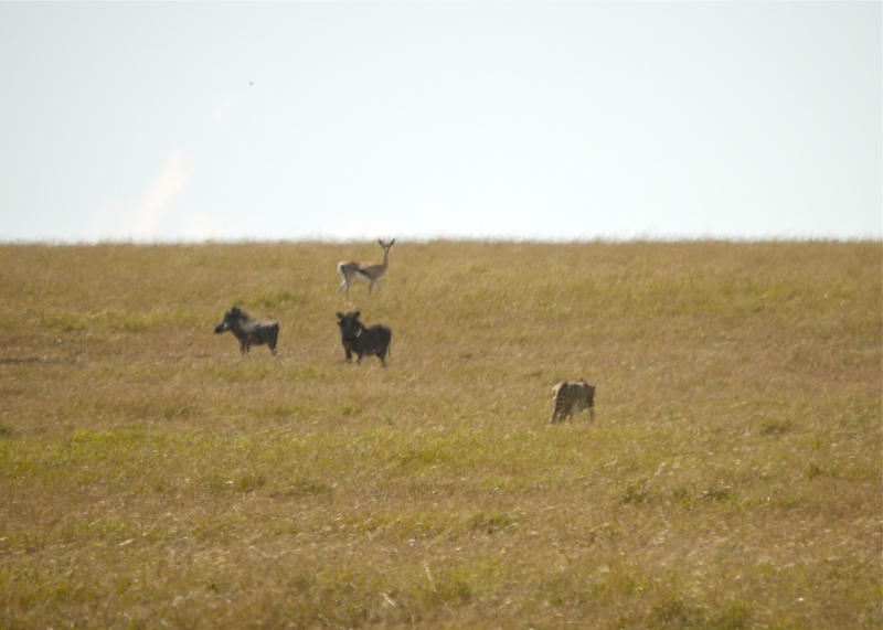 Life and Death on the Mara, Dec. 2012 P1060416