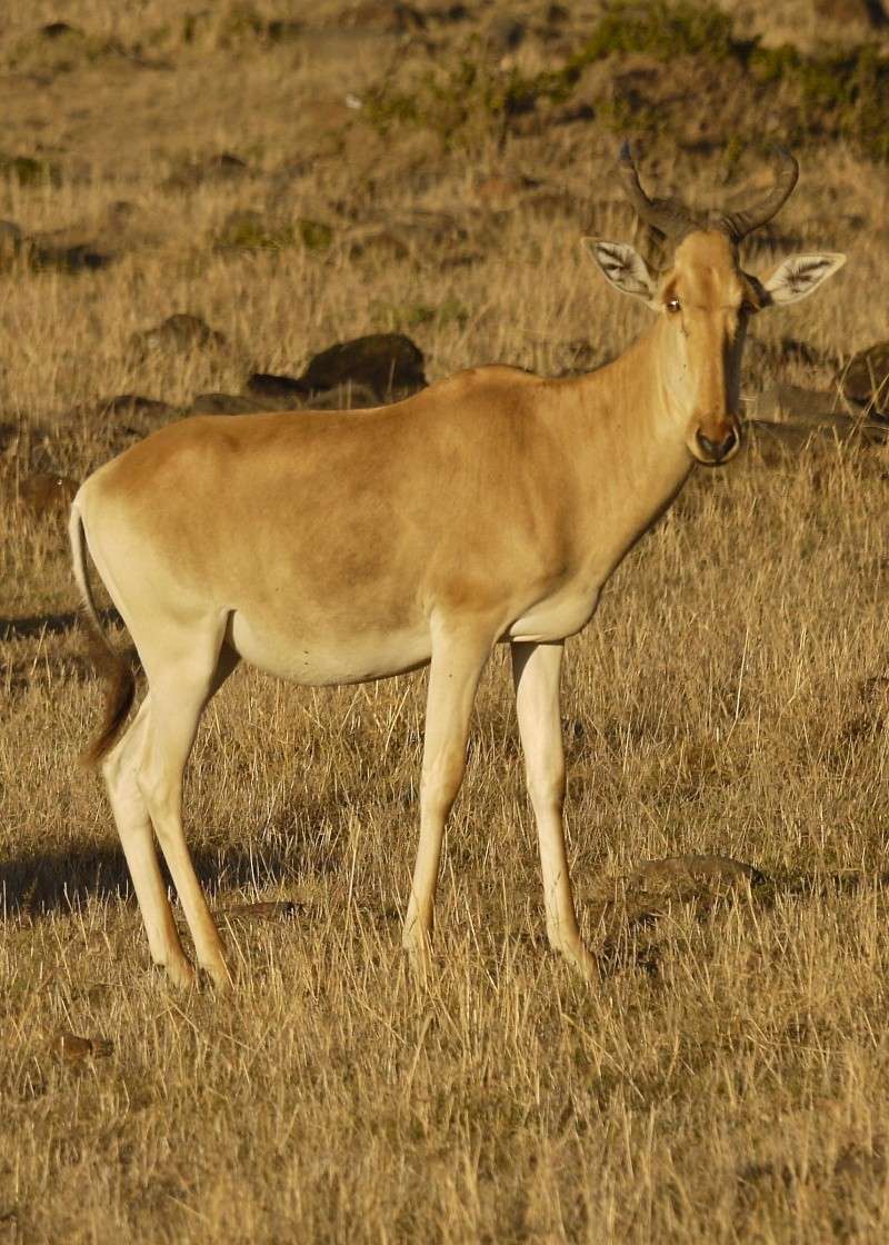 Other wildlife of the Mara, Dec. 2012 P1060417