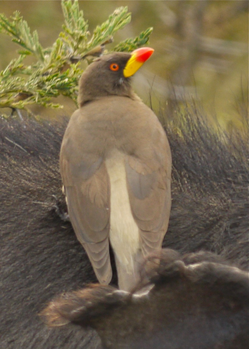 Birds of the Mara, Dec. 2012 P1060418
