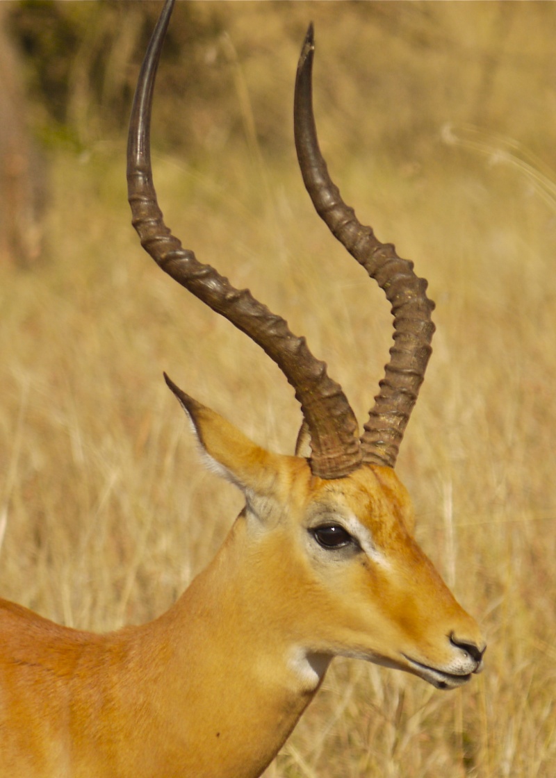 Other wildlife of the Mara, Dec. 2012 P1060611