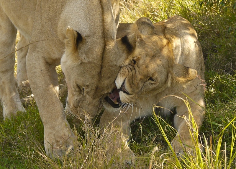 Lions of Mara North and Meru, Dec. 2012 P1060612