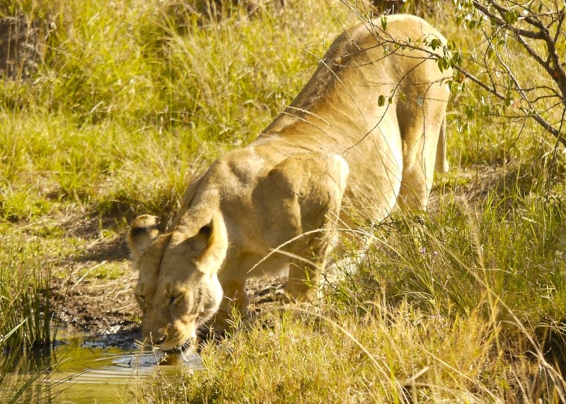 Lions of Mara North and Meru, Dec. 2012 P1060613