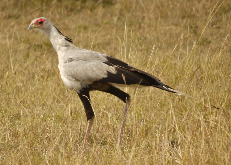 Birds of the Mara, Dec. 2012 P1060614
