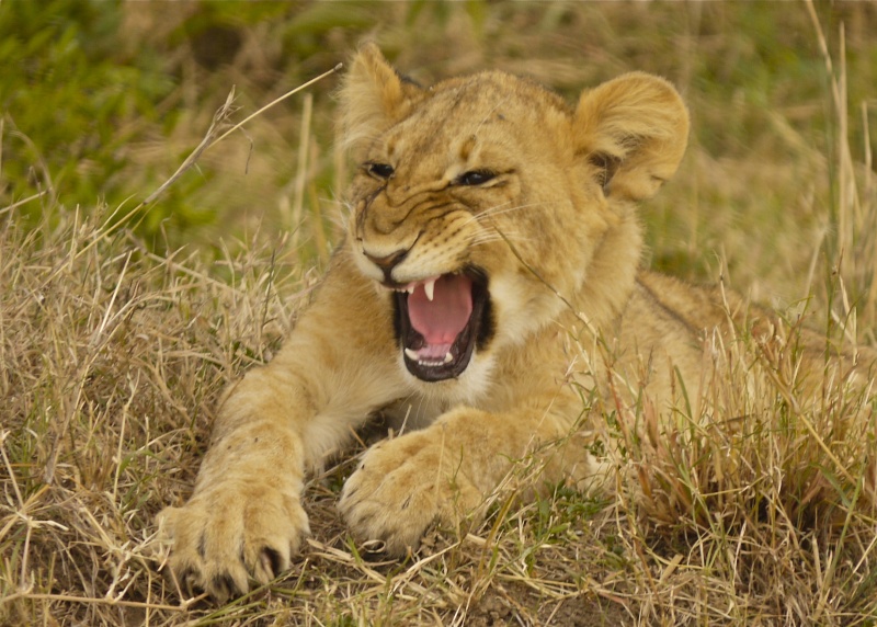 Lions of Mara North and Meru, Dec. 2012 P1060713