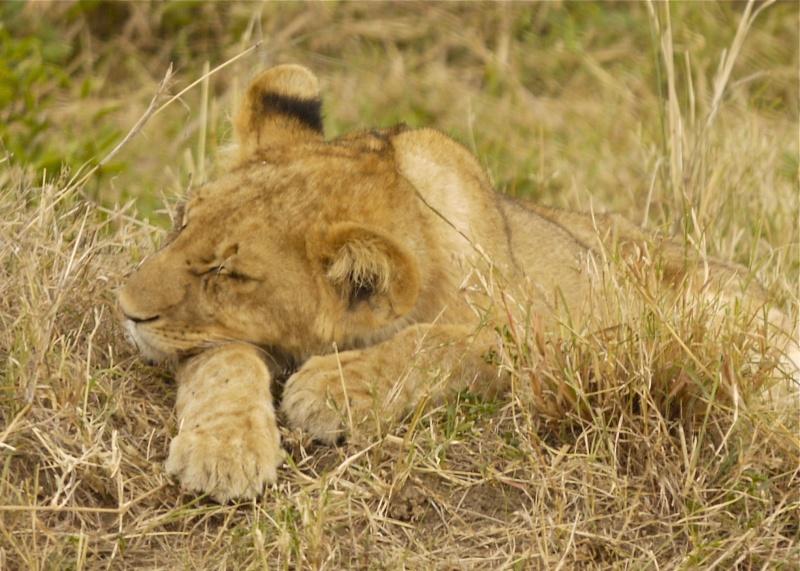 Lions of Mara North and Meru, Dec. 2012 P1060714