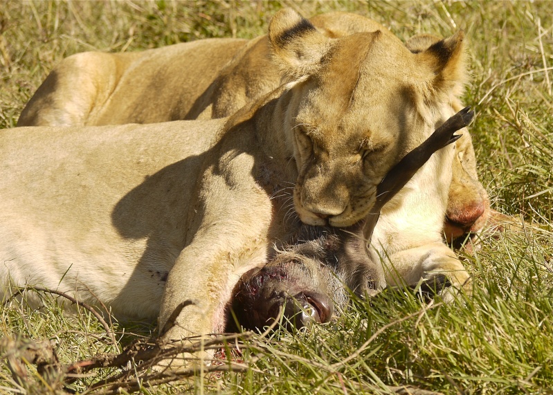 Life and Death on the Mara, Dec. 2012 P1060811