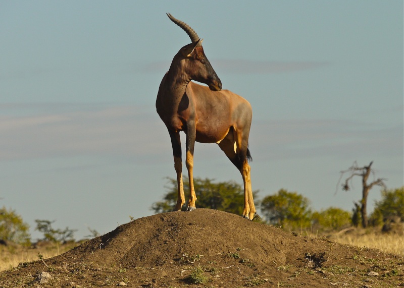 Other wildlife of the Mara, Dec. 2012 P1060812