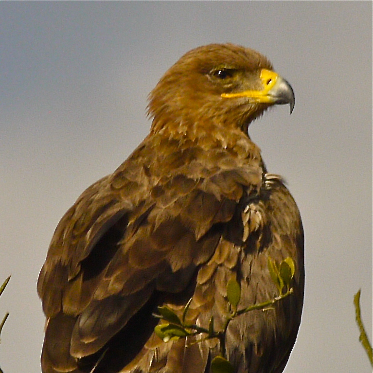 Birds of the Mara, Dec. 2012 P1060815