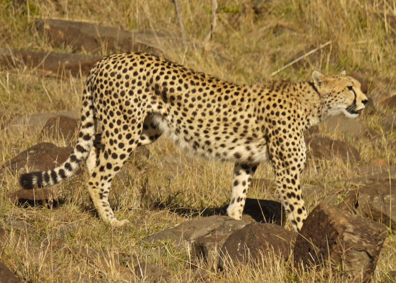 Cheetah and cub, Mara North Conservancy, Kenya, Dec. 2012 P1060914
