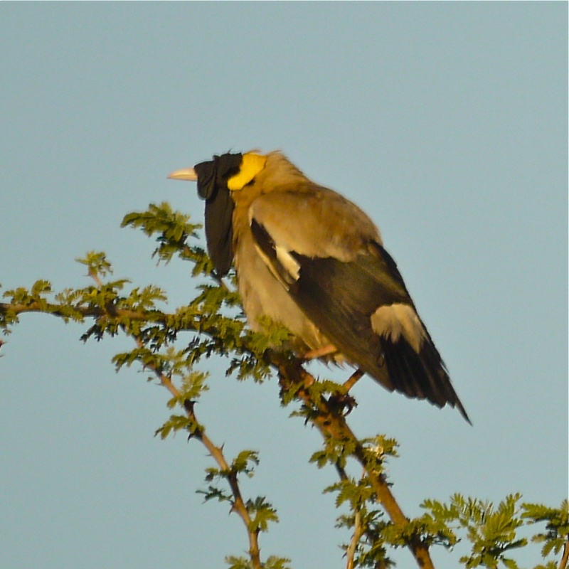 Birds of Meru National Park, Kenya, Dec.2012 P1070011