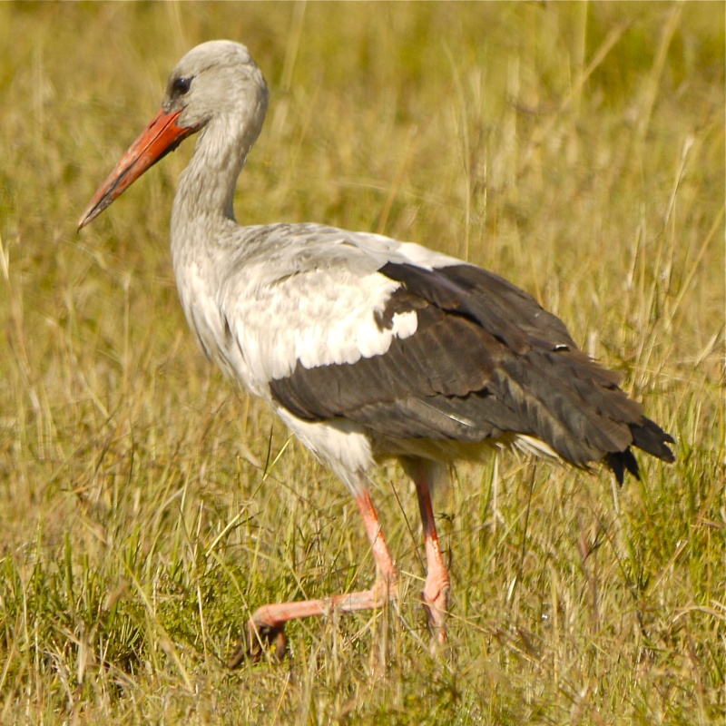 Birds of the Mara, Dec. 2012 P1070012