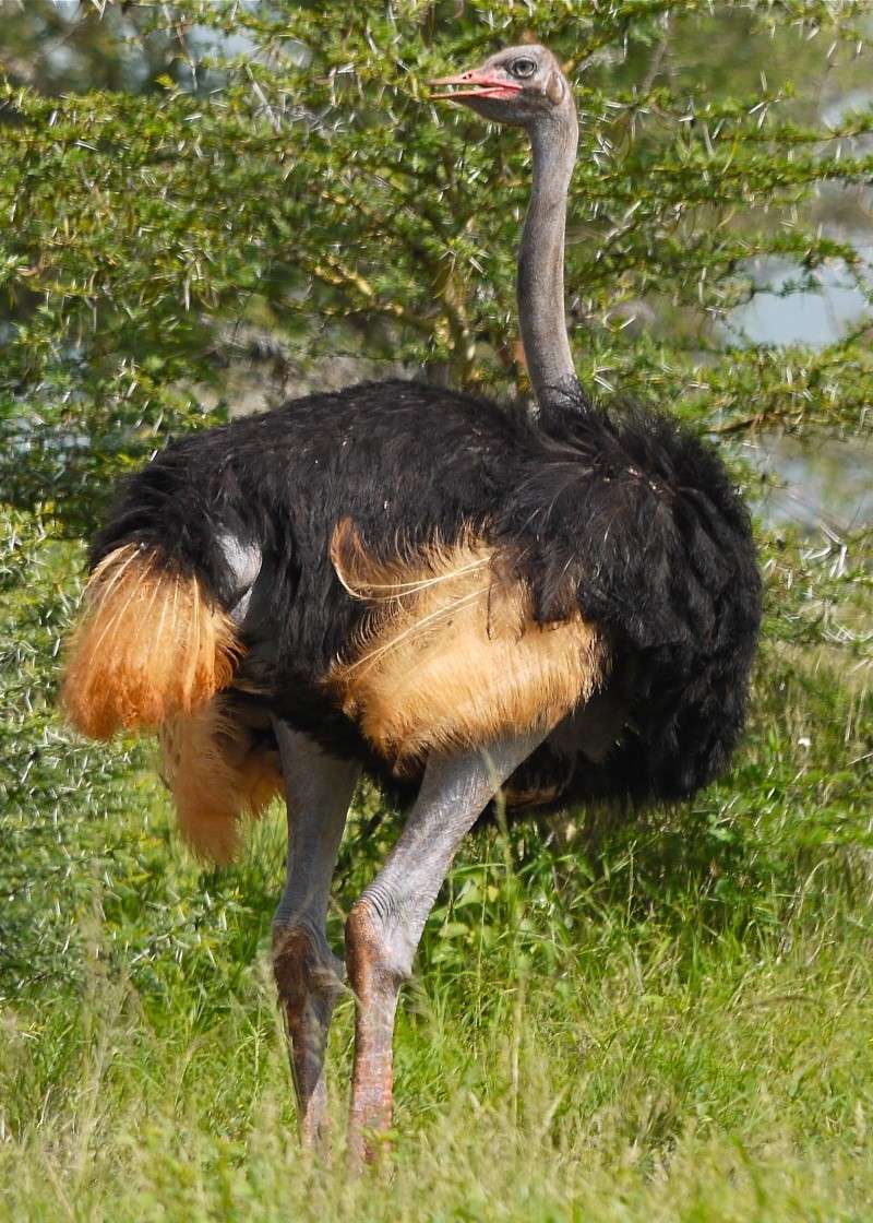 The Ostrich and the Egg, Mara North Conservancy, Dec. 2012 P1070210