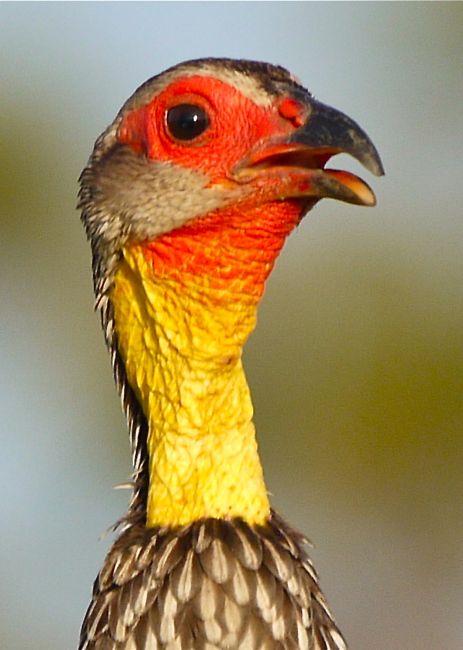 Birds of Meru National Park, Kenya, Dec.2012 P1070711