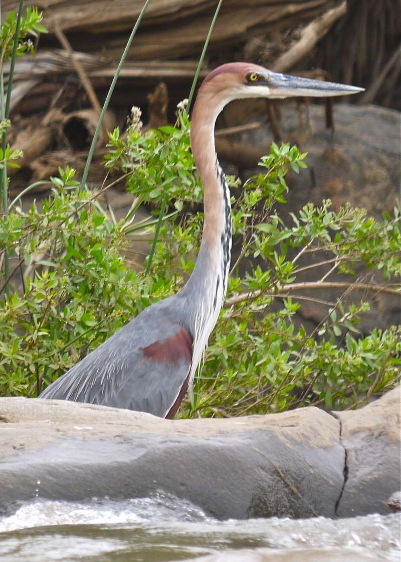 Birds of Meru National Park, Kenya, Dec.2012 P1070713