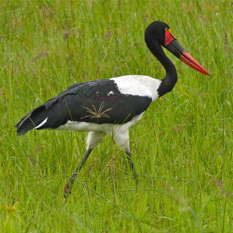 Birds of Meru National Park, Kenya, Dec.2012 P1070810