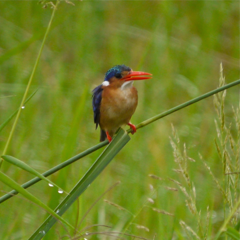 Birds of Meru National Park, Kenya, Dec.2012 P1070811