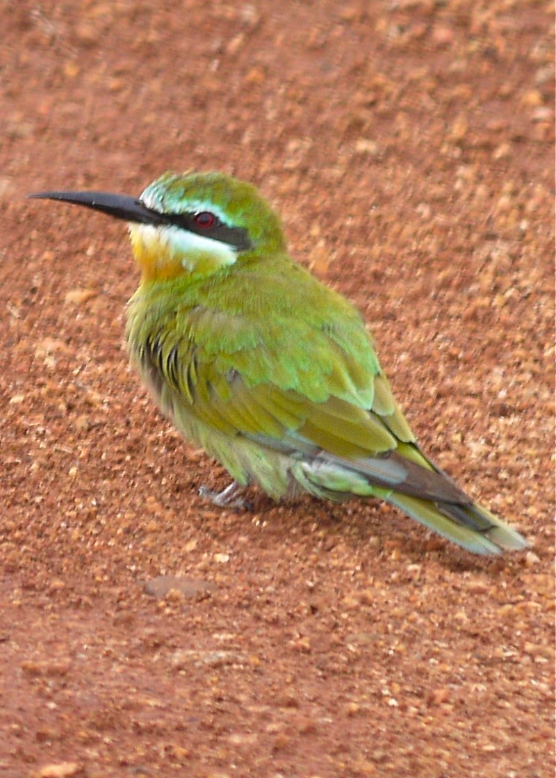 Birds of Meru National Park, Kenya, Dec.2012 P1070912