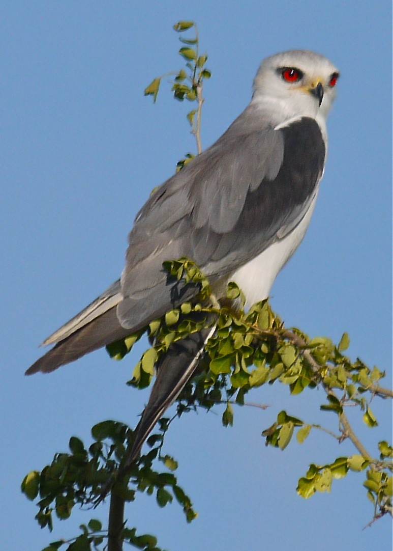 Birds of Meru National Park, Kenya, Dec.2012 P1080010