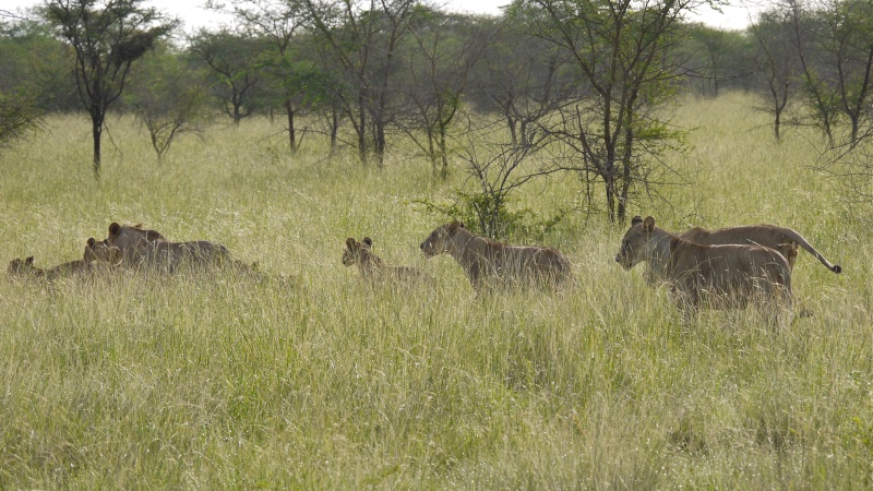 Lions of Mara North and Meru, Dec. 2012 P1080210