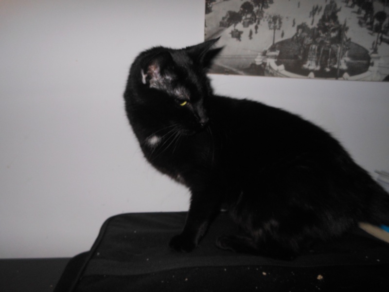 • [SAUVETAGE] CAVIAR, européen noir, 4 ans et 11 mois, FIV+ - M Dscn0913