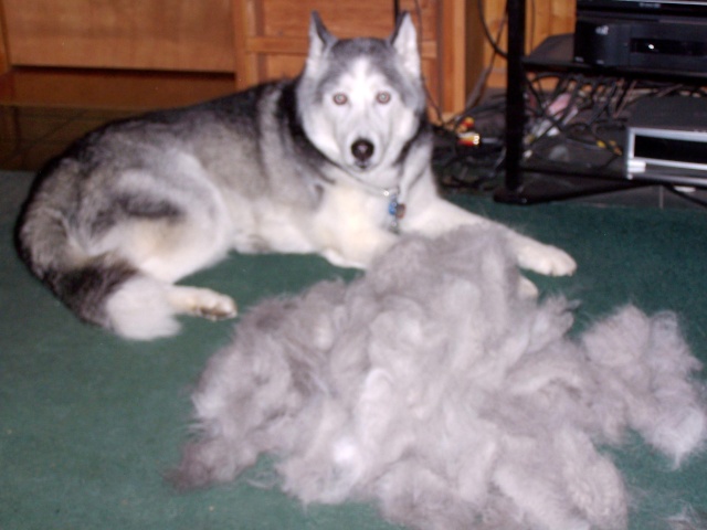 Husky Blowing Coat 03510