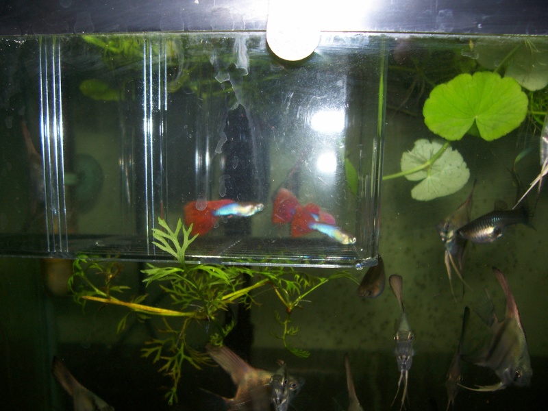 pictures of my guppies 01610