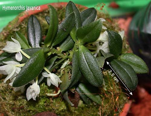 Miniatur- Orchideen Hymeno11