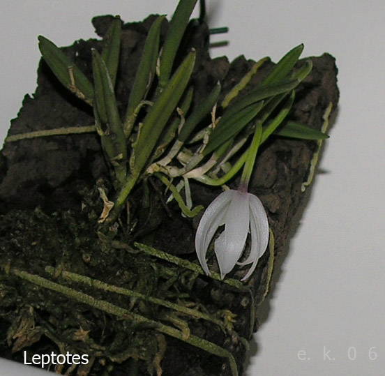 miniatur - Miniatur- Orchideen - Seite 2 Leptot11