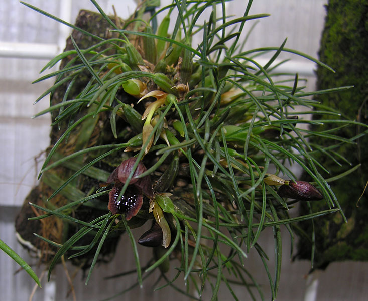 Miniatur- Orchideen - Seite 3 Maxill11