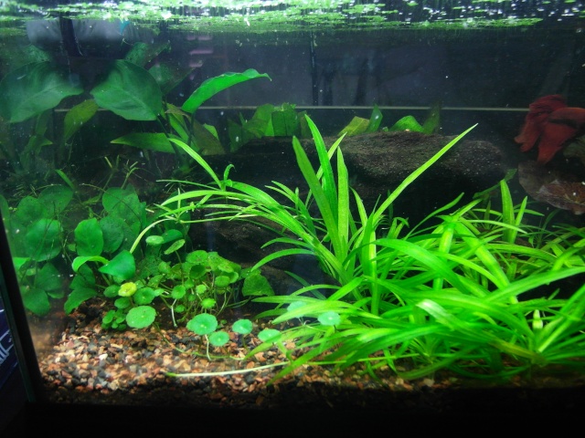 "Le monde de Rubis" 35L spé betta splendens - Page 9 Sam_2215