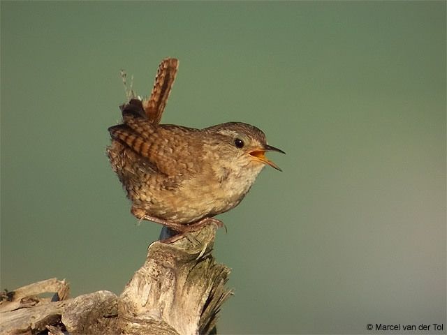 Reconnaitre les oiseaux de nos jardins... - Page 6 Troglo10