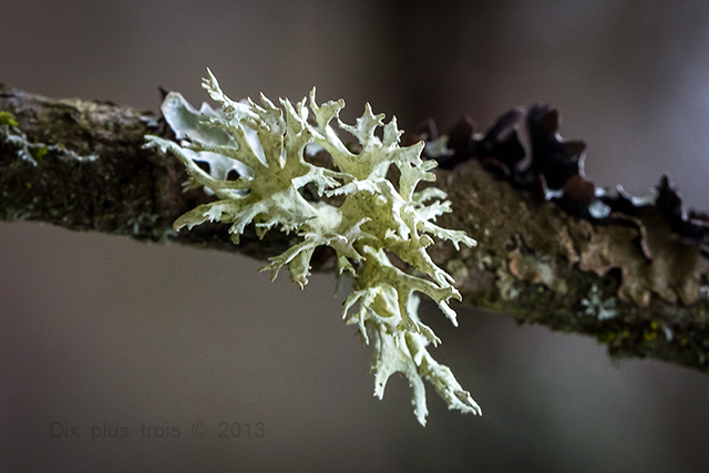 Les Lichens Eos-d-32
