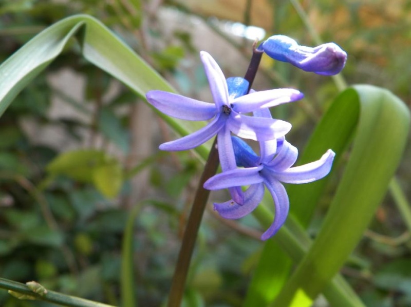 La beauté des fleurs. Screen41