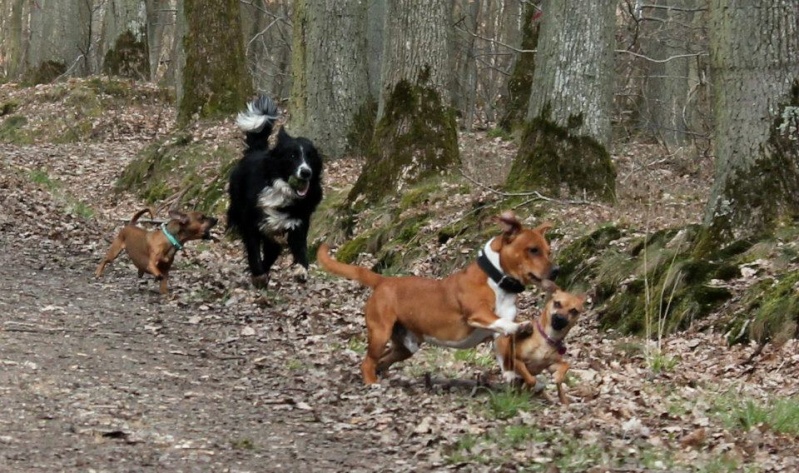 Bois de la Garenne Balade15