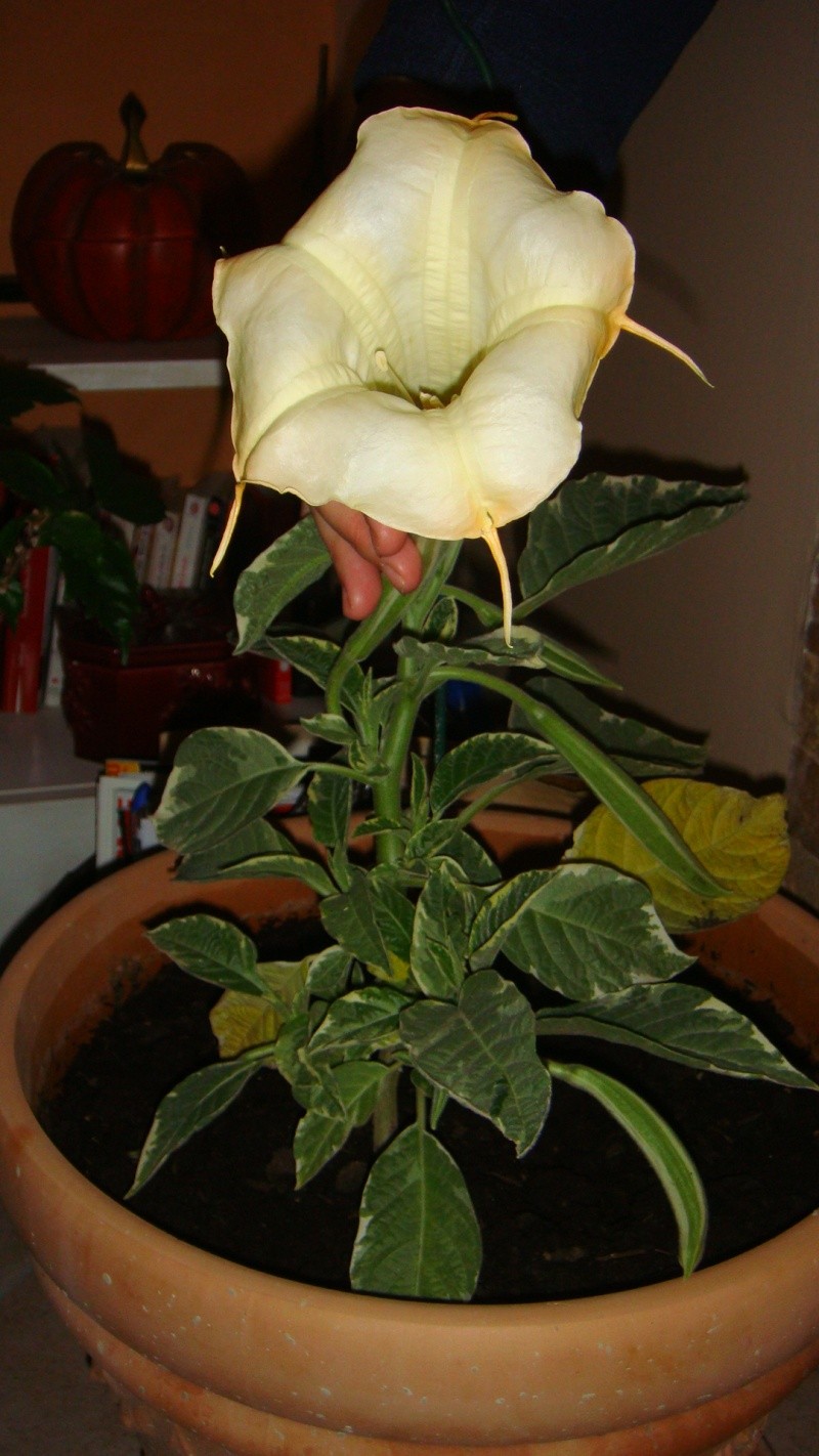 Fleurs diverses d'eb30. Datura10