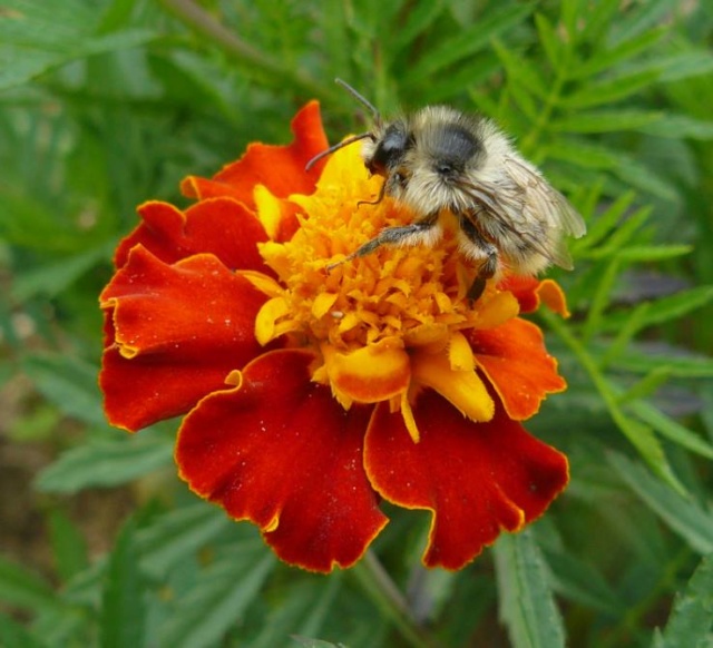 Déficoncours "Les insectes sur les plantes" - les participations 14522410