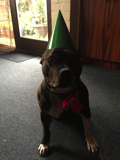 Do you make a big deal of your Dog's Birthday ?? Img_2412