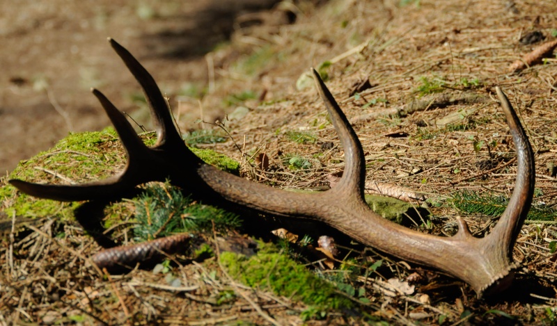 bois de cerf _dsc0044